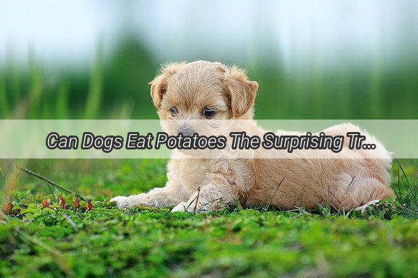 Can Dogs Eat Potatoes The Surprising Truth You Need to Know